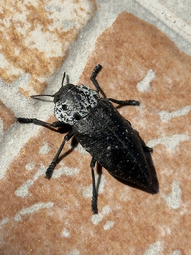 Flat-headed Root-borer
