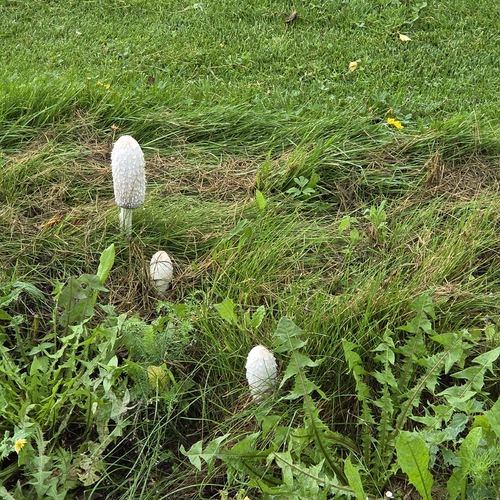 Shaggy Mane