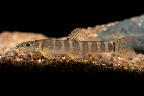 Pogonoschistura kohchangensis