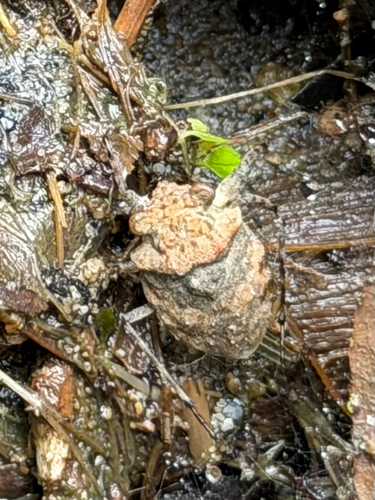 Gelastocoris rotundatus