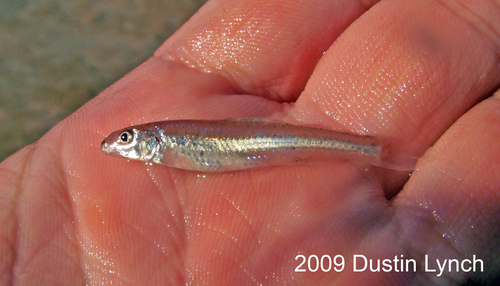 Shoal Chub