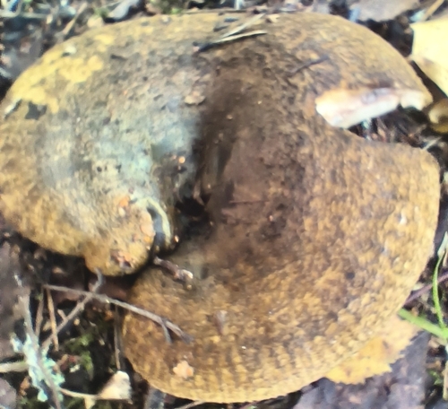 Ugly Milkcap