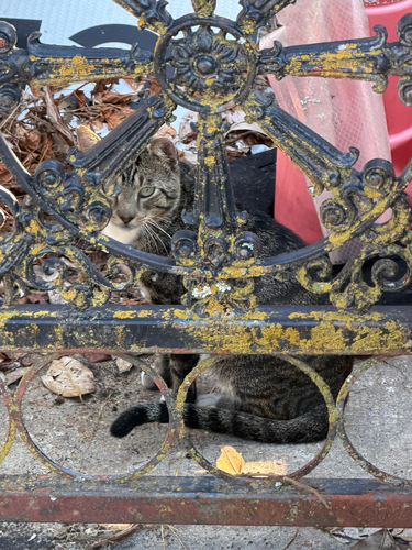 Domestic Cat
