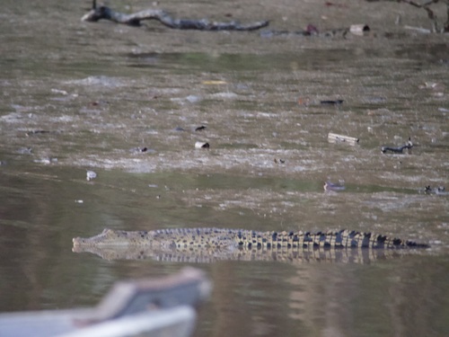 Saltwater Crocodile