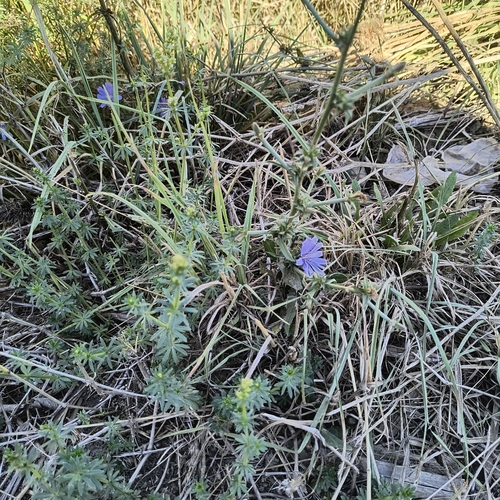 chicory