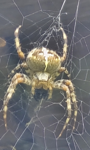 Cross Orbweaver