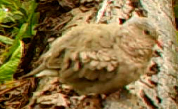 Common Ground Dove observed by alanivory97