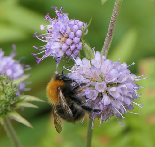 Common Carder Bumble Bee