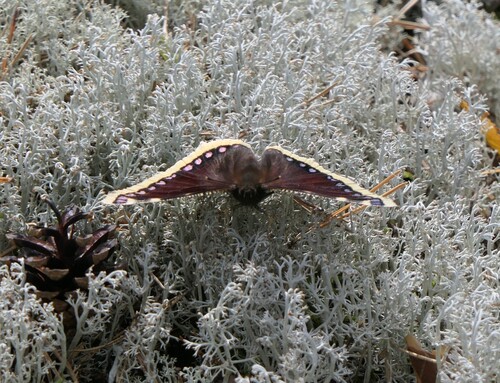 Mourning Cloak