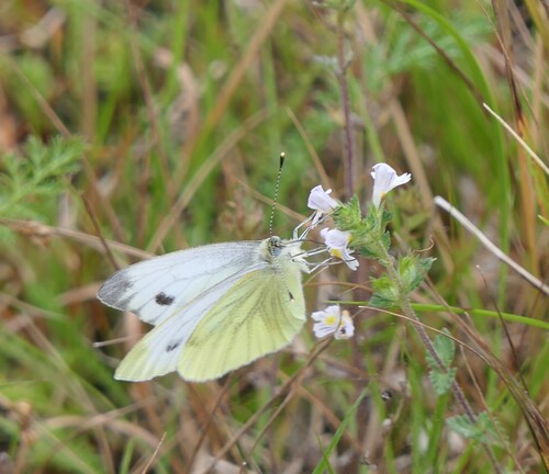Green-veined White