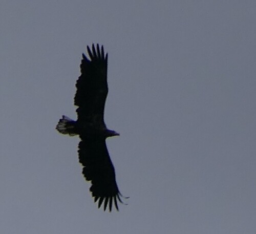 White-tailed Eagle
