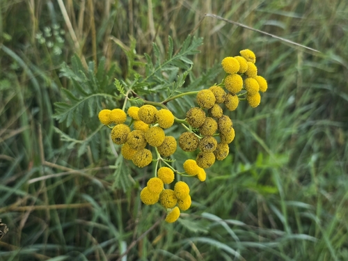 Common Tansy