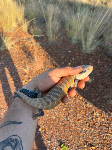 Centralian Bluetongue