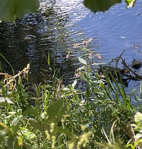 Himalayan balsam