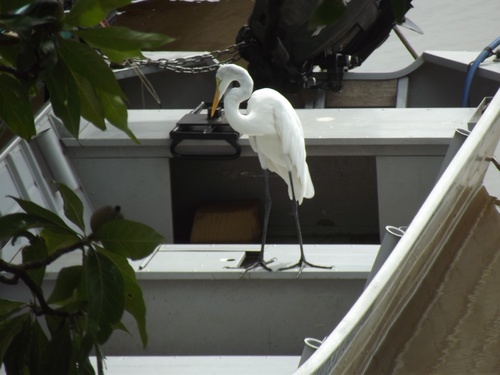Great Egret