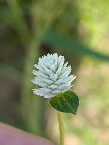 prostrate globe-amaranth