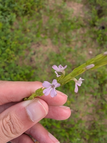 cowpea witchweed