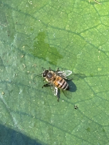 Western Honey Bee
