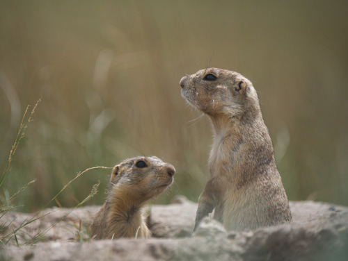 Gunnison's Prairie Dog observed by egbowes