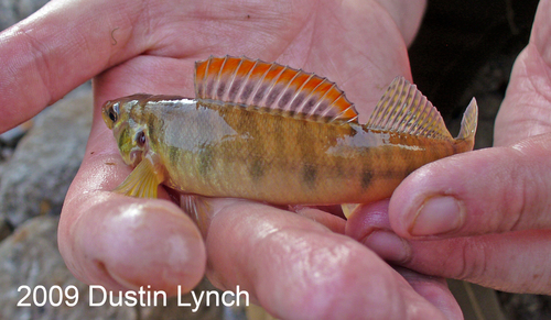 Ozark Logperch