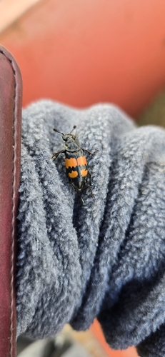 Lesser Vespillo Burying Beetle