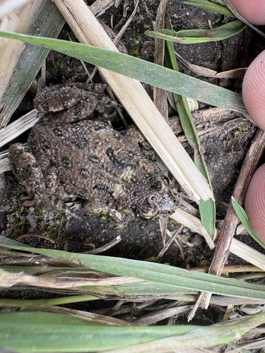 European Fire-Bellied Toad