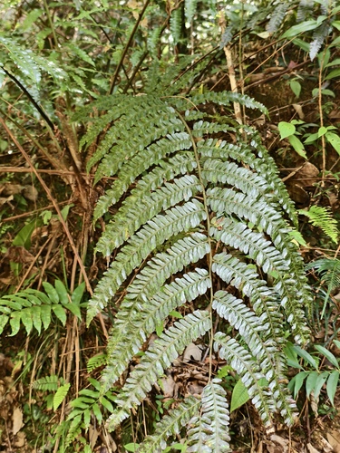Sphaeropteris alternans