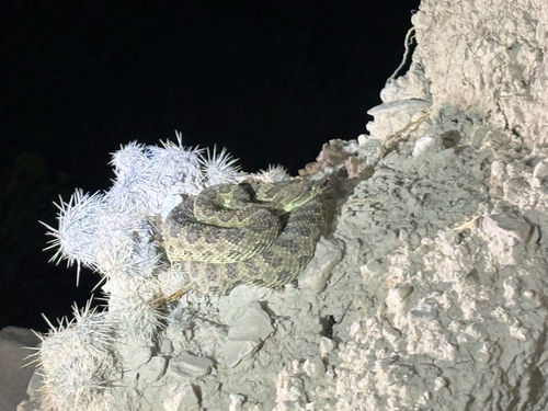 Prairie Rattlesnake