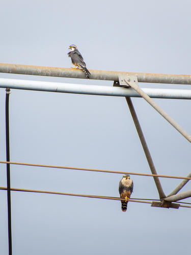 Aplomado Falcon