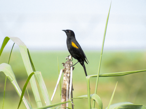 Variable Oriole