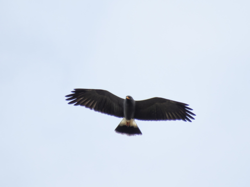 Snail Kite