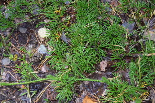 northern ground-cedar