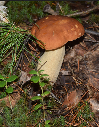 King Bolete