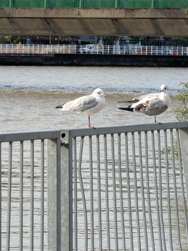 Black-headed Gull