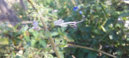 long-stamen basil