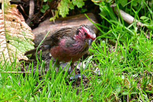Chinese White-browed Rosefinch