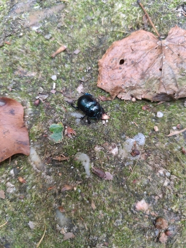 Woodland Dor Beetle