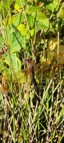 Brown Hawker
