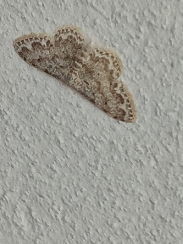 Idaea camparia