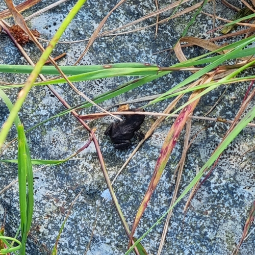 European Toad