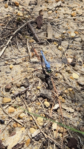Eastern Pondhawk