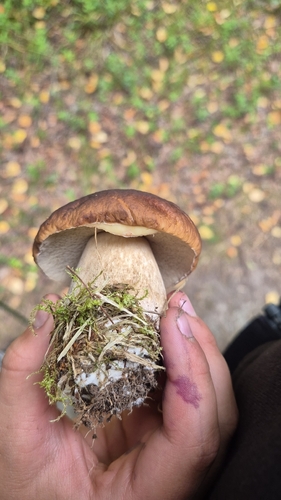 King Bolete
