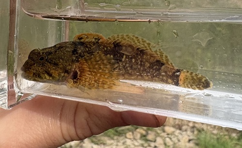 Knobfin Sculpin