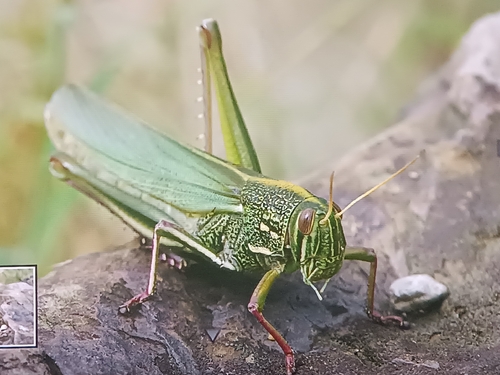 Large Green Grasshopper