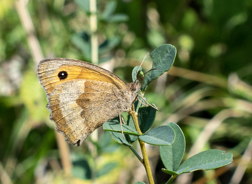 Meadow Brown