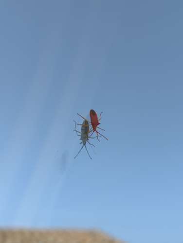 Gonocerus insidiator