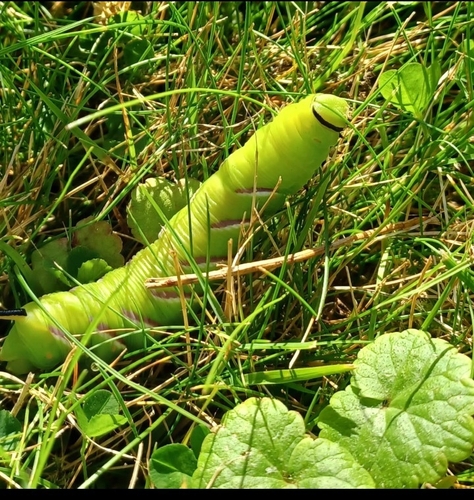 Privet Hawkmoth
