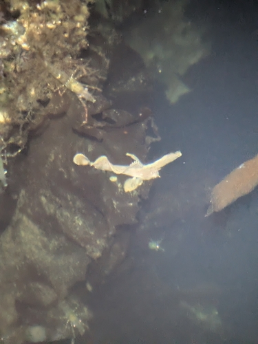 Sailfin Sculpin