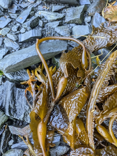 Giant Kelp