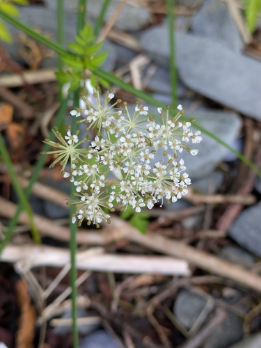 Western Hemlock-parsley